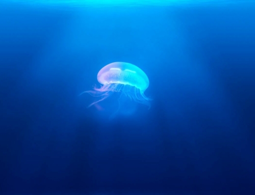 Jellyfish medical findings